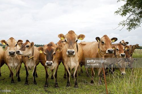 jersey cow supplier
