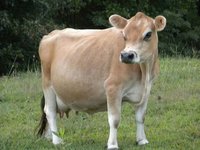jersey cow breeder