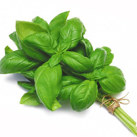 Sliced Basil Herb