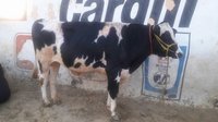 hf cow bull in karnal