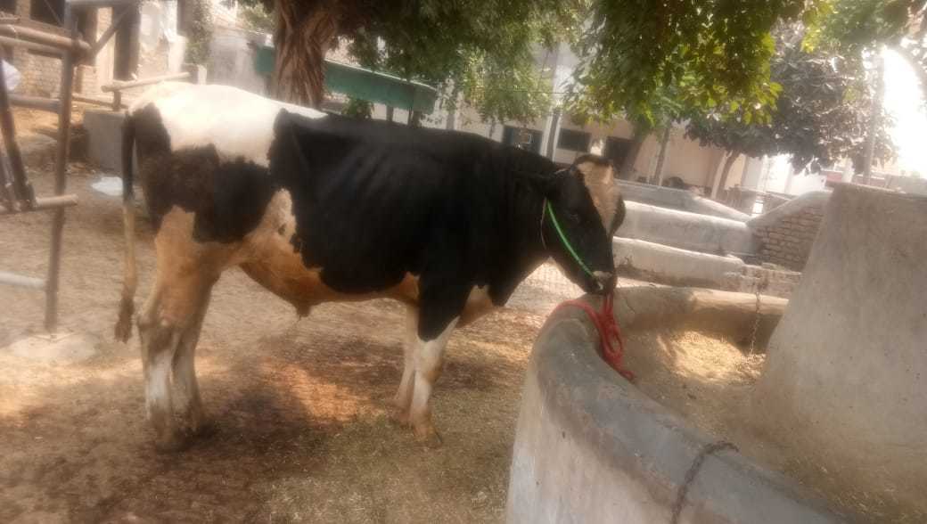 hf cow bull in karnal