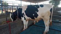 hf cow bull trader in karnal