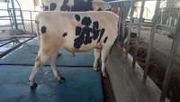hf cow bull trader in karnal