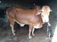 sahiwal bullbreeder