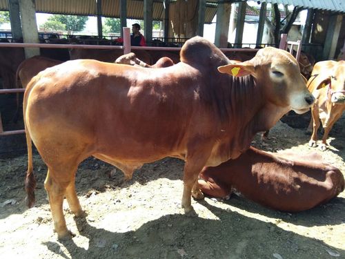 sahiwal bull breeder in karnal