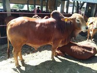 sahiwal bull breeder in karnal