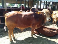 sahiwal bull breeder in karnal