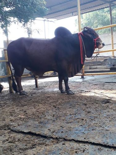 Sahiwal Bull Supplier...