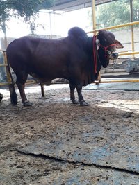 sahiwal bull supplier...