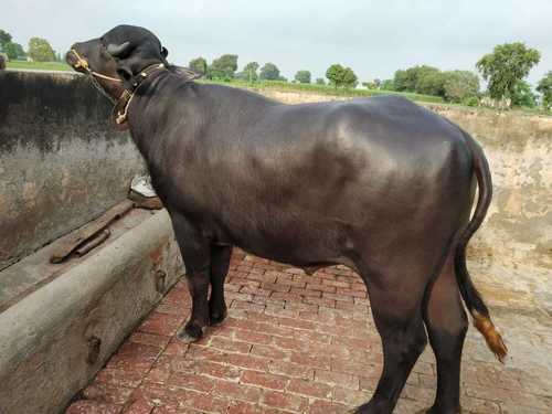 Pure Black Murrah Bull Supplier