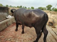 murrah bull supplier