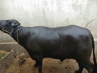 Murrah Bull Breed at Karnal