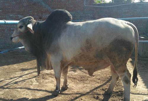 Tharparkar Bull