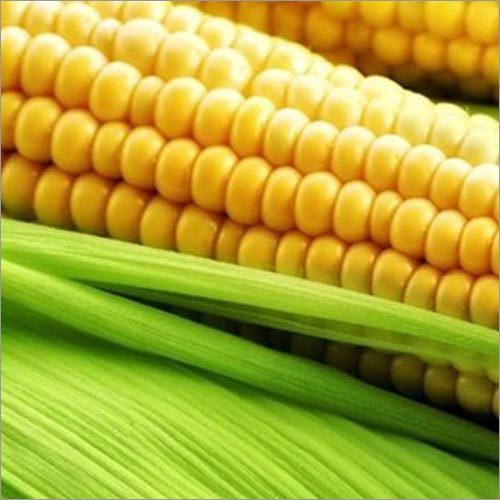 Common Baby Corn