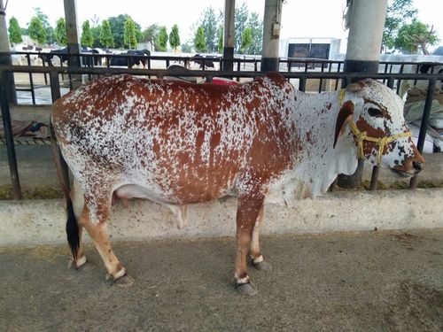 rathi cow karnal