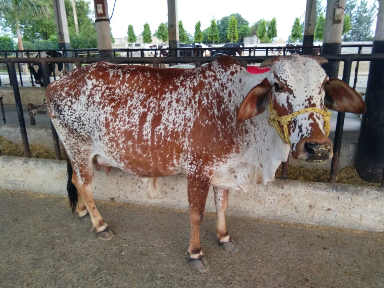 rathi cow karnal