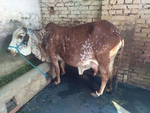 Rathi cow breeder