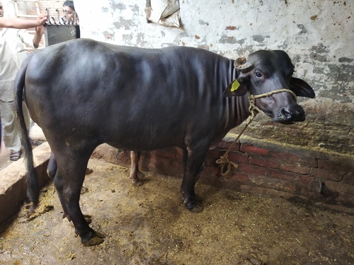 murrah buffalo heifer