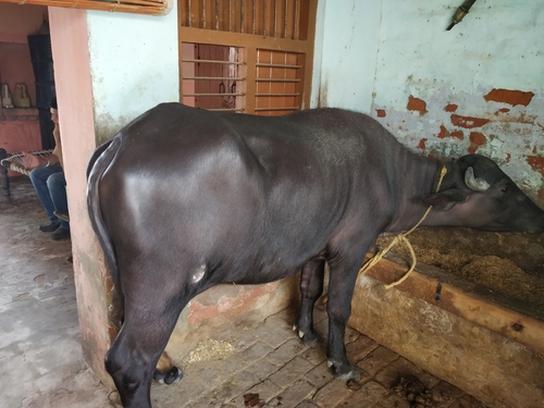 murrah female calf