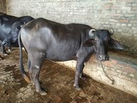 pure breed murrah calf