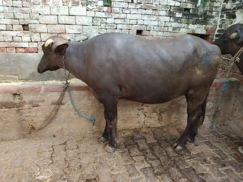 murrah calf pregrant