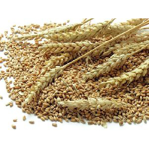 Wheat Seeds