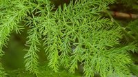 Nepali Shatavari Plants