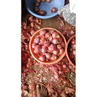 Red Onion - Medium Size, Round Shape, Fresh Red Color | Organic, Preserved, Unique Flavor For Curries And Salads