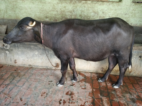 murrah pure heifers
