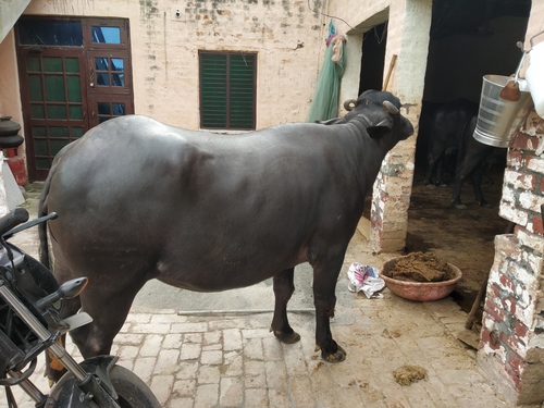 heifer murrah supplier