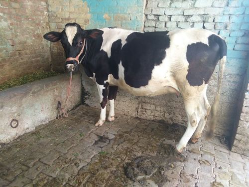 hf cow heifer