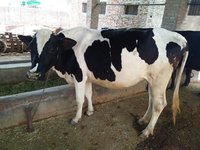hf cows heifer supplier