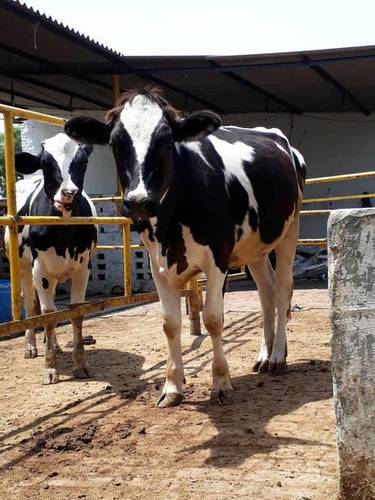 Hf Heifer Breeder