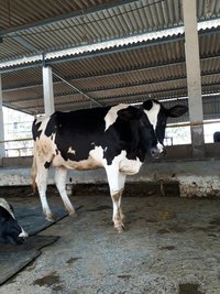 hf heifer breeder