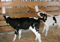 hf cow heifer karnal