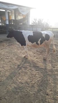 pure hf cow pregnant heifer