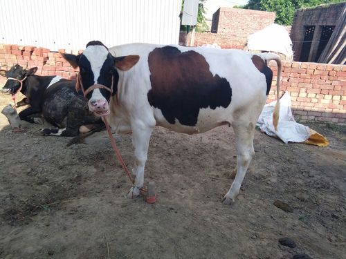 hf female calf heifer karnal