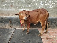 sahiwal cow heifers