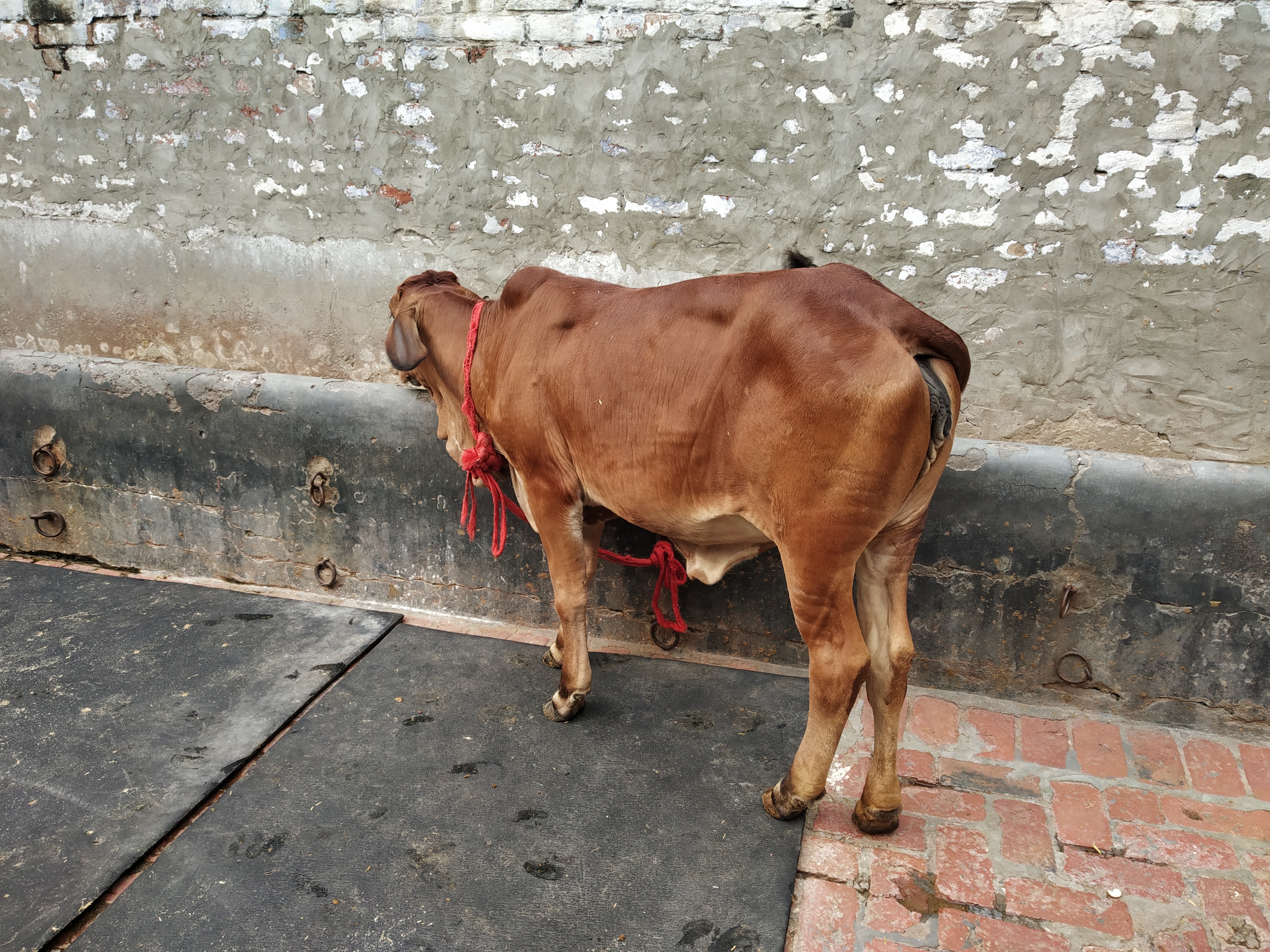 sahiwal cow heifers