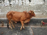 sahiwal cow karnal