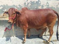 sahiwal cow heifers haryana