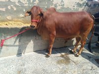 sahiwal cow heifers haryana
