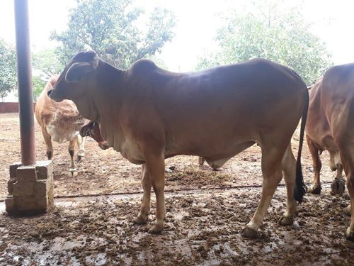 sahiwal cow heifer supplier