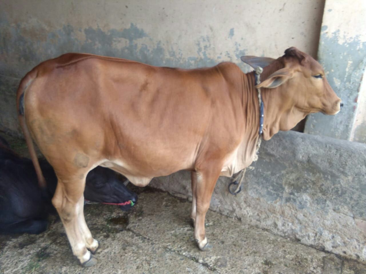 pure sahiwal heifer