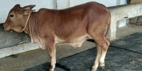 pure sahiwal heifer