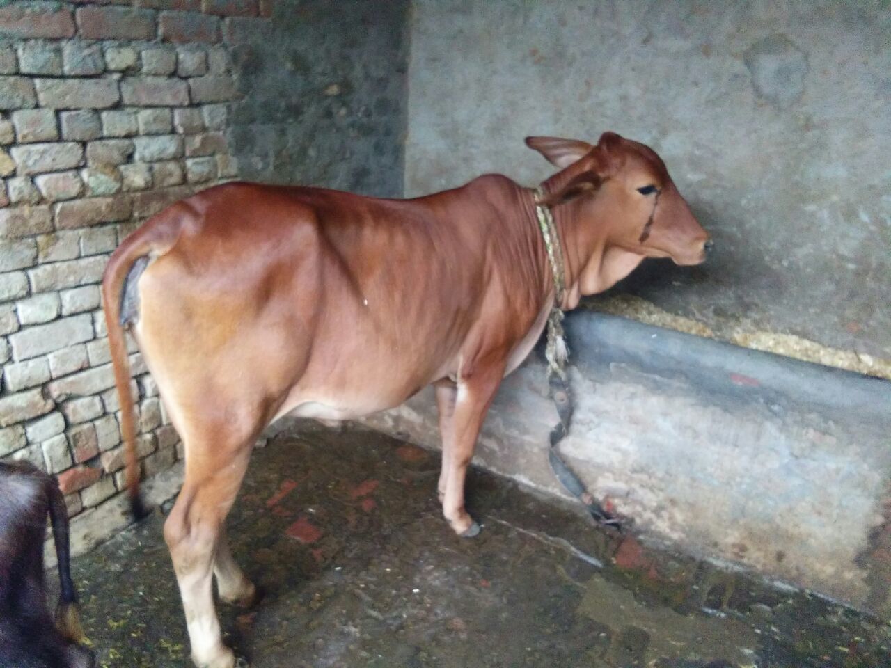 pure sahiwal heifer