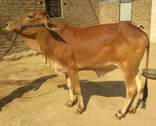sahiwal heifers breeder