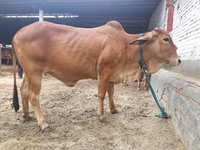 sahiwal heifers breeder