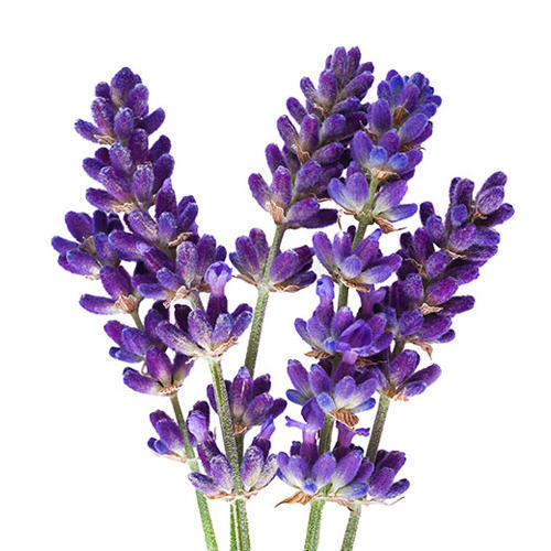 Dry Lavender Flowers Ustekhuddus