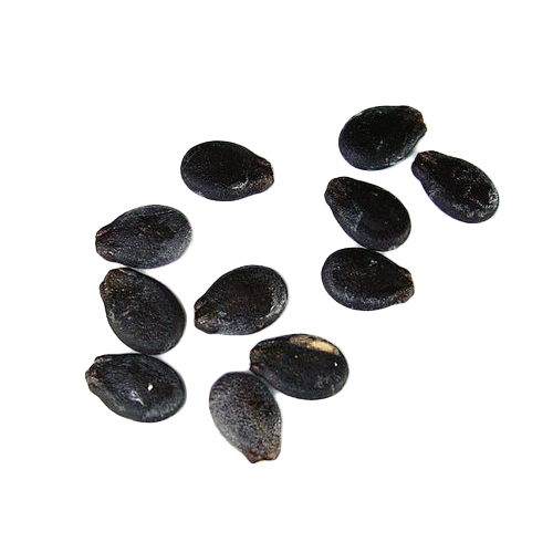 Watermelon Seeds